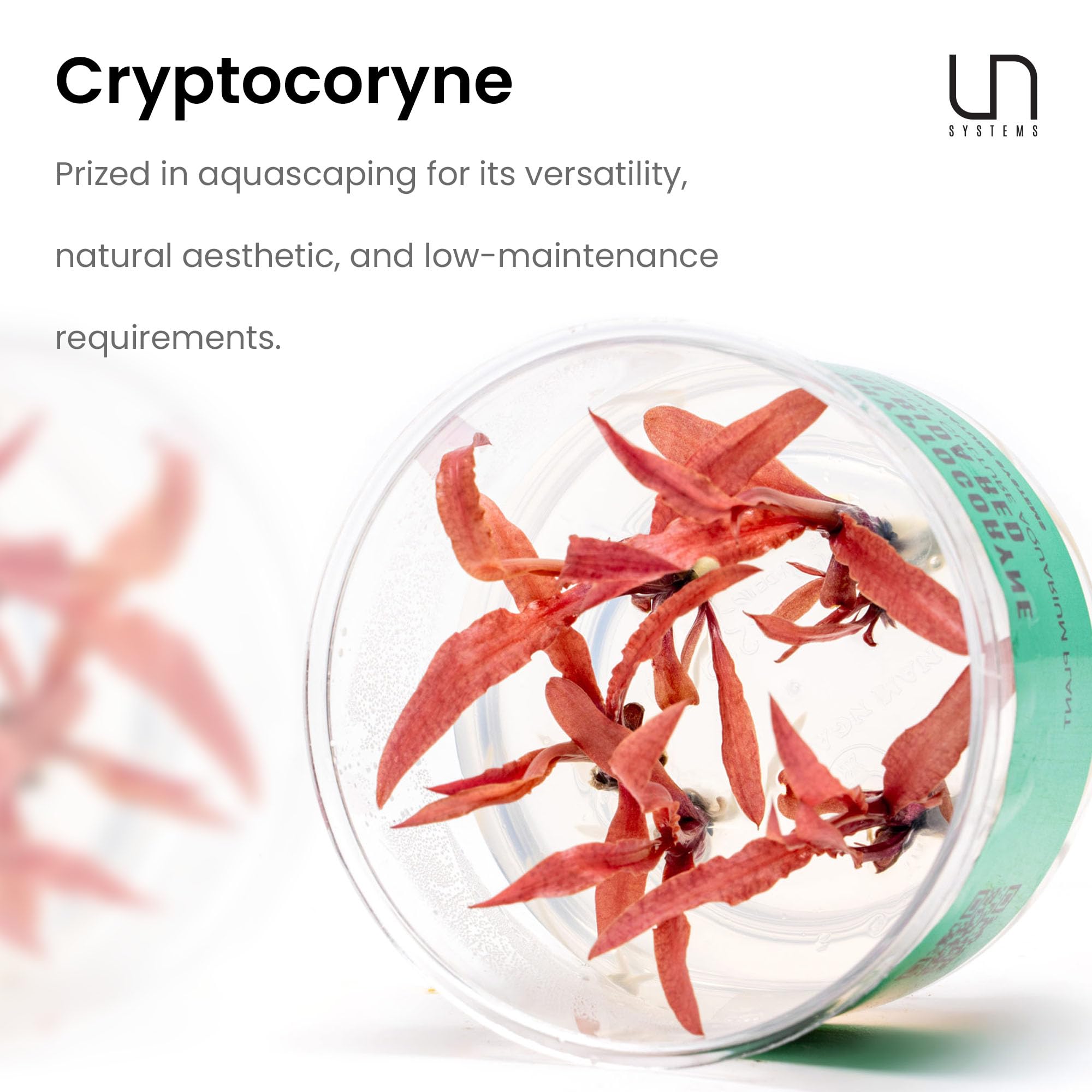 Ultum Nature Systems Cryptocoryne Beckettii Water Trumpet Tissue Culture Live Plant for Aquarium, Aquascape, Freshwater Fish Tan