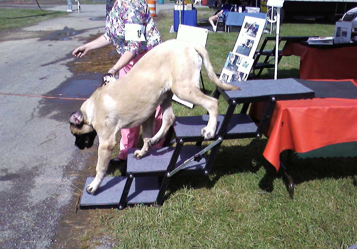 Pet Loader Xl 18'' Platform, Abs Plastic Made In The Usa -4-Step With Wheels. Safely Carries The Very Large Breeds Usa Carpet Fo