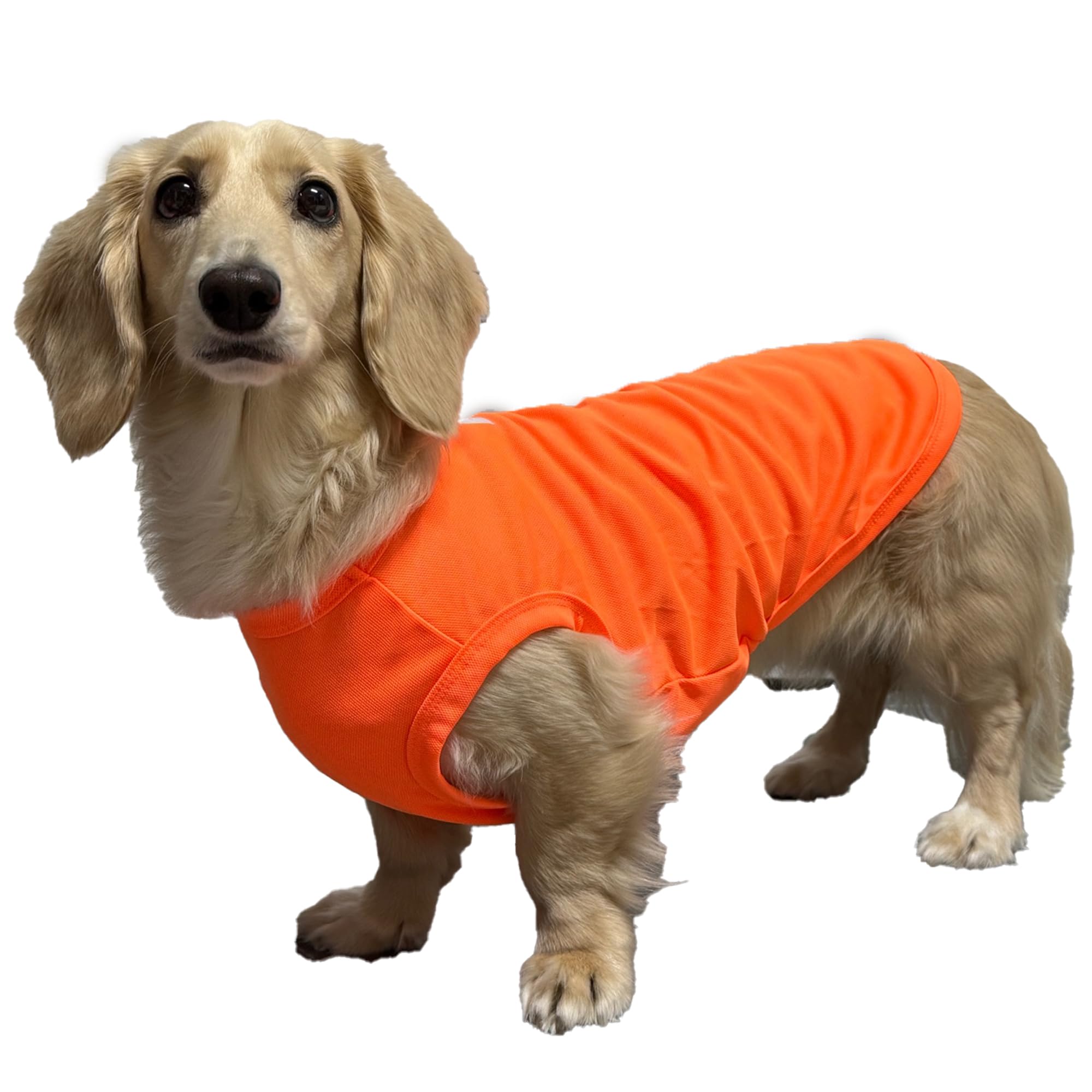 D Doggy Star Dachshund Clothes For Dogs Mini And Adults Neon T Shirts (L,Neon Orange)