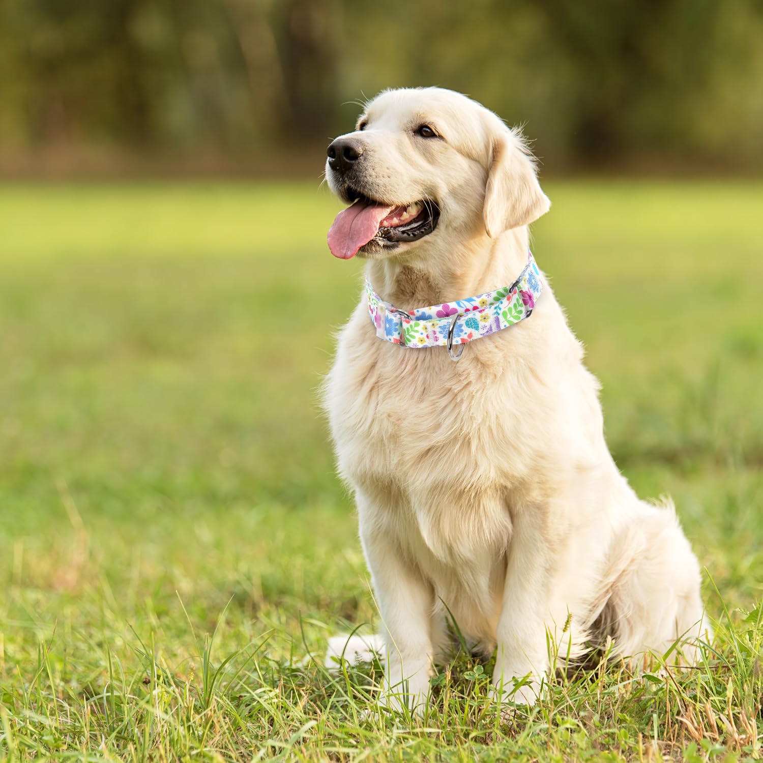 Martingale Collar For Dogs With Green Flowers Patterns For Boy & Girl Dogs, Adjustable Premium No Slip Collar, Floral Design Dog