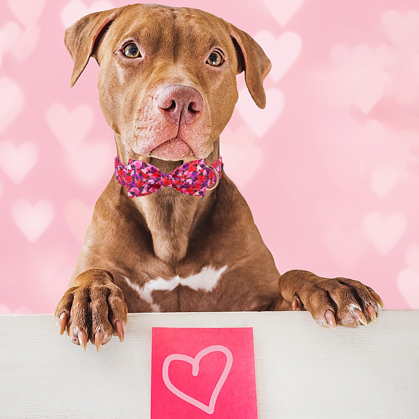 Maca Bates Valentines Dog Collar with Bow Comfortable Soft Heart Dog Collar with Metal Buckle Adjustable Puppy Collar Valentine'