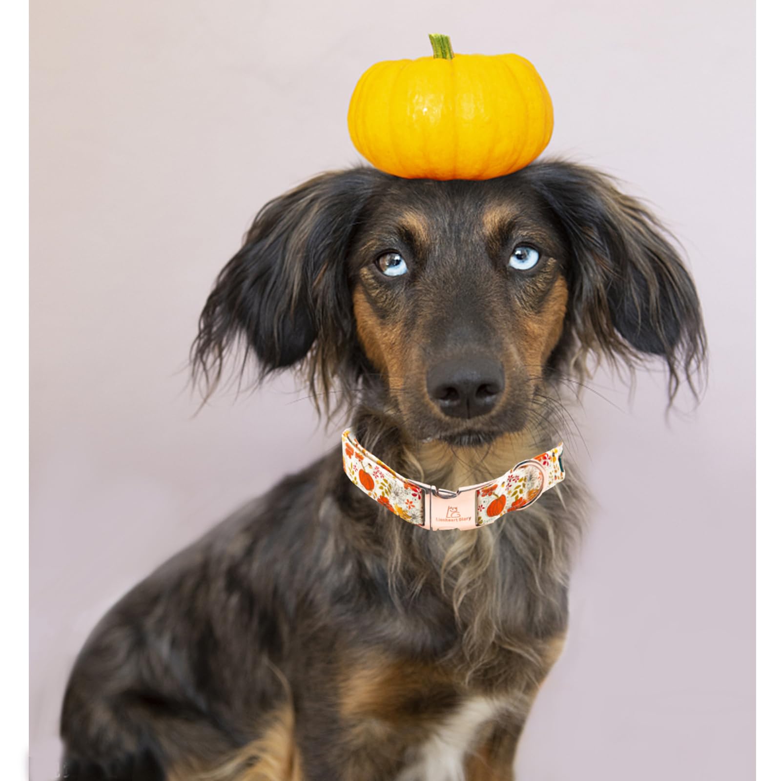 Lionheart Glory Adjustable Heavy Duty Dog Collar for Large Dogs - Pumpkin & Flower Halloween Design, Perfect for Fall Festivities