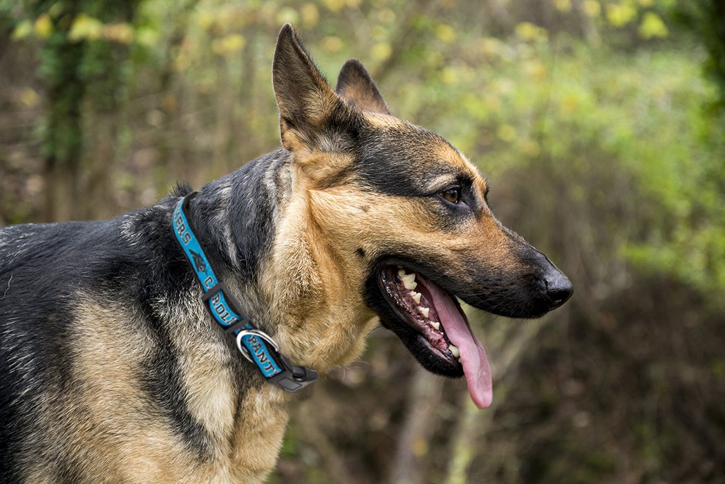 Pets First NFL Carolina Panthers Licensed PET COLLAR, Medium - Heavy-Duty, Strong, and Durable Dog Collar. Available in 31 Footb