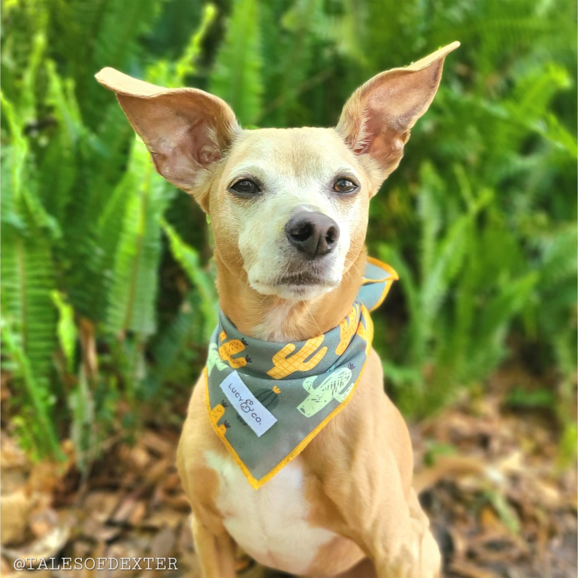 Lucy & Co. Looking Sharp Bandana - Durable Comfortable Dog Bandana - Designer Puppy Accessory - Machine Washable - Small Green G