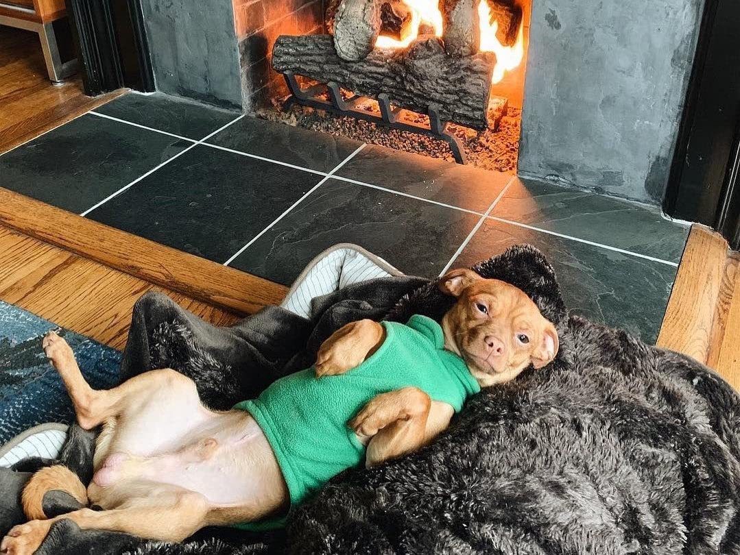 Gooby Every Day Fleece Cold Weather Dog Vest For Small Dogs, Green, Medium