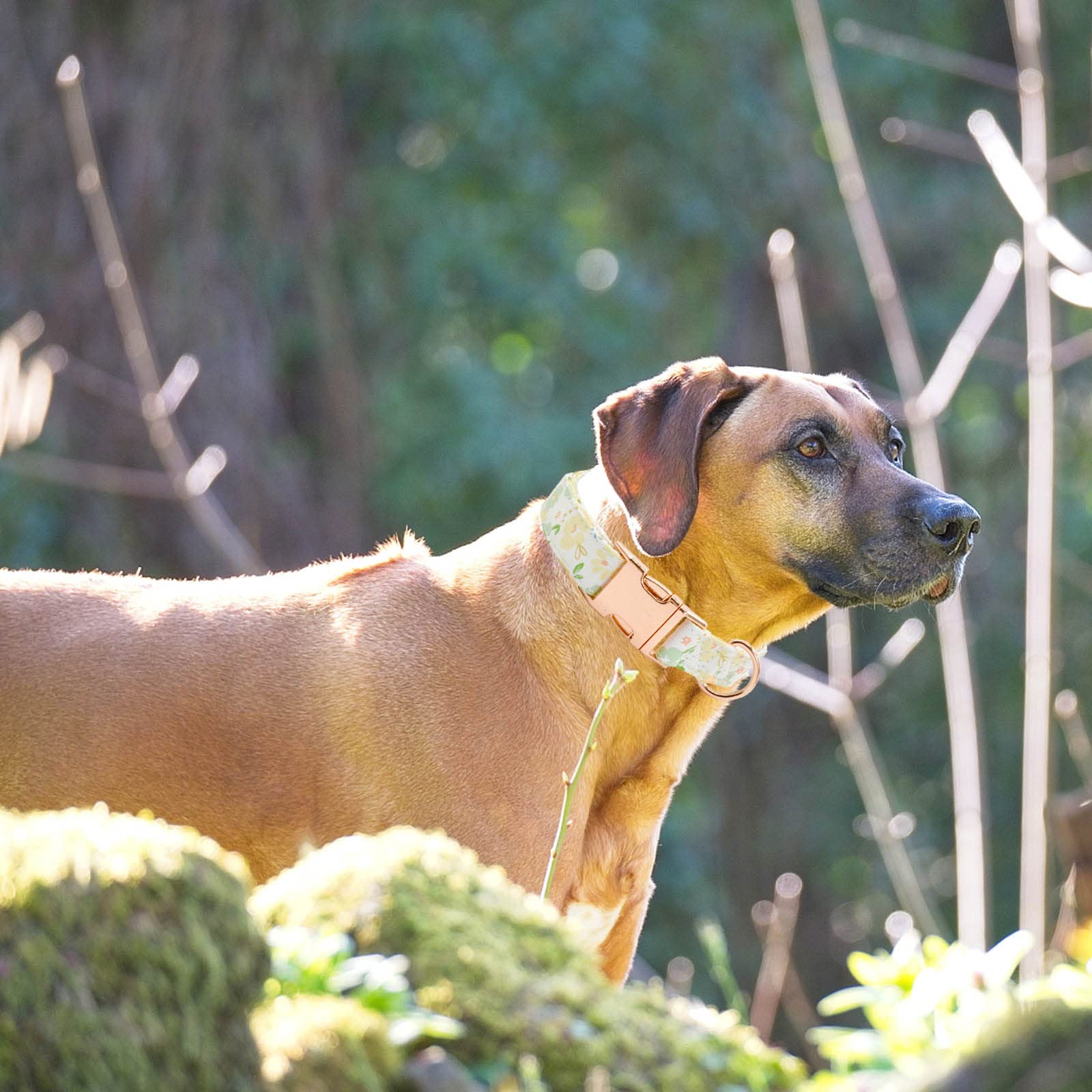 Metal Buckle Dog Collar, Durable Adjustable Dog Collar Soft For Small Medium Large Dogs (Green Flowers, L(15-23In)