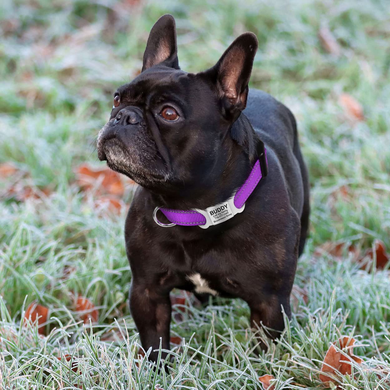 Tagme Reflective Nylon Dog Collars, Adjustable Classic Dog Collar With Quick Release Buckle For Extra Small Dogs, Purple, 5/8' Width