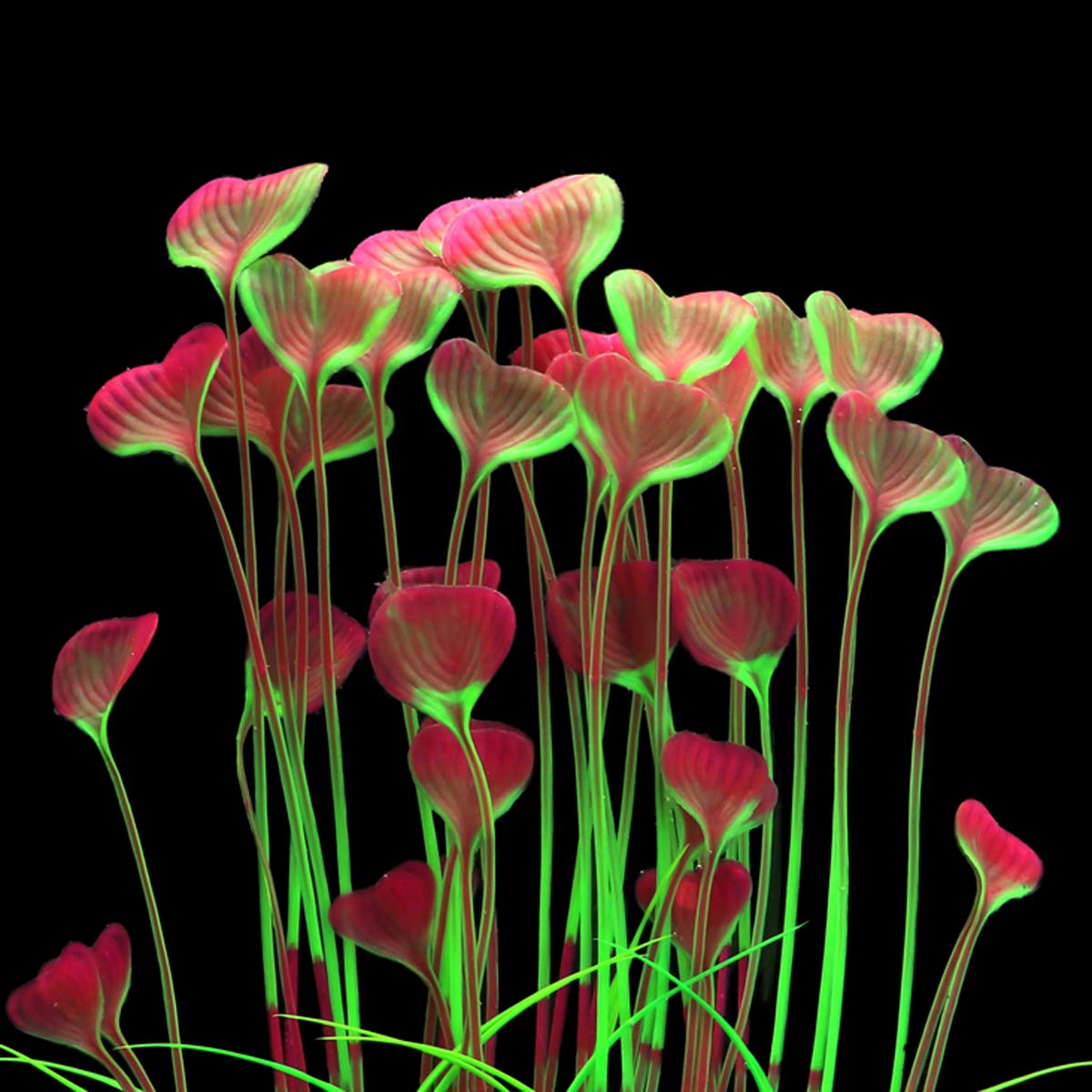 Jih Plastic Plants For Aquarium,Tall Artificial Plants For Fish Tank Decor 15.6 Inch (2 Pcs) (Red)