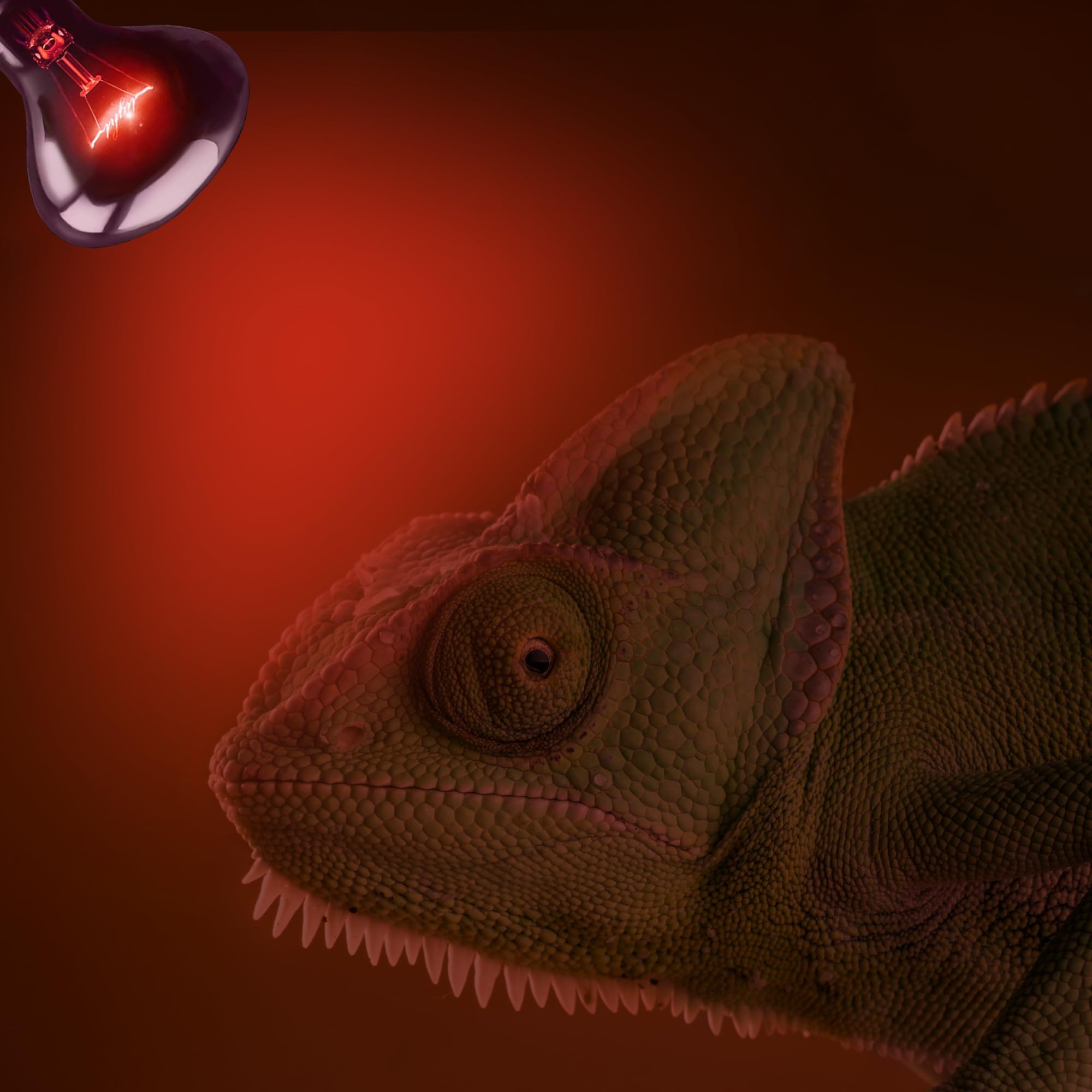 Hartompet 60W Infrared Red Heat Lamp - Perfect Basking Spot Bulb For Lizards, Bearded Dragons, Snakes & Chickens; Efficient Red