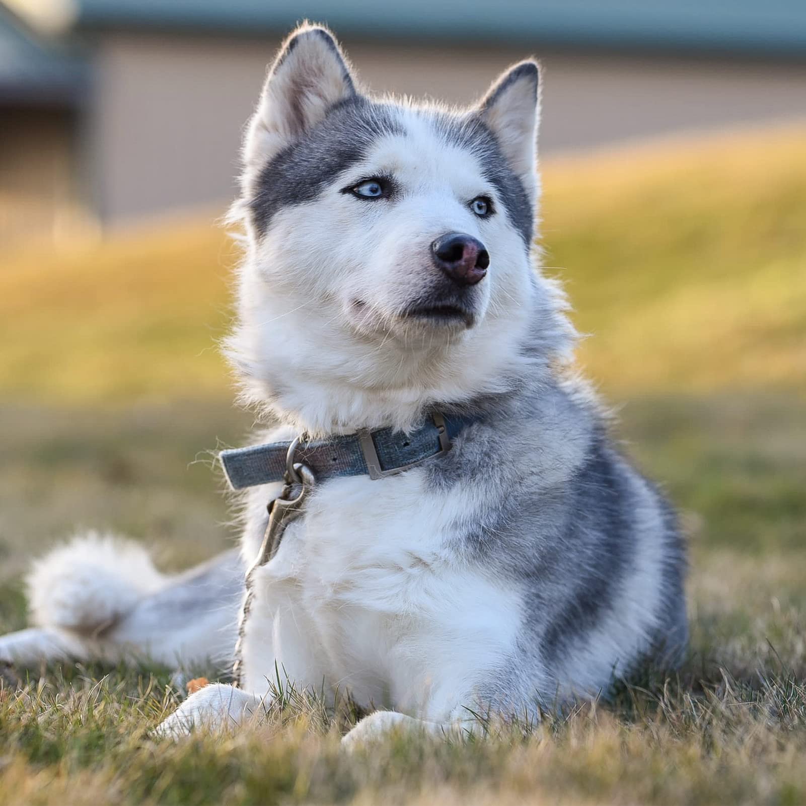 Jipimon Safety Clip Metal Double Ended Backup Dog Collar Clip For Prong Harness Connector (Small)