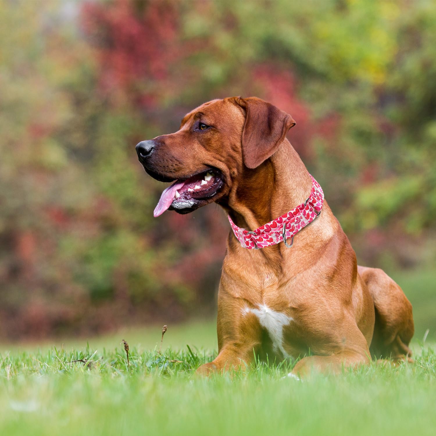 Pink Martingale Dog Collar For Medium Large Dogs, Heavy Duty Adjustable Collar With Heart Love Design, No Slip Collar For Girl O