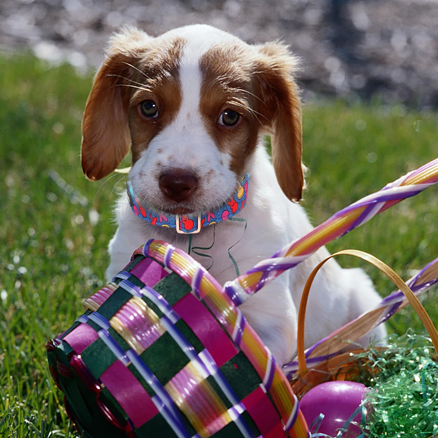 Maca Bates Easter Day Dog Collar Egg And Bunny Dogs Collars Breakaway Soft Durable Cute Adjustable Blue Eggs Collor Easters Rabb