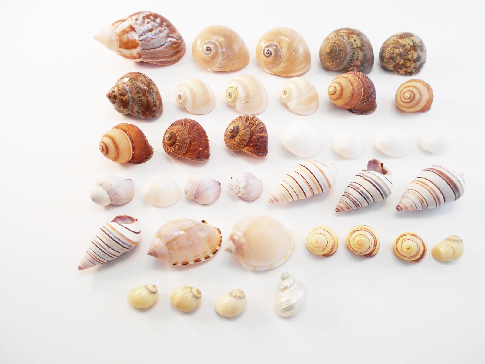 FSG - Select 35 Hermit Crab Shells Assorted Changing Seashells Small 1/2-2 Size (Opening Size 1/4 - 1) Beautiful