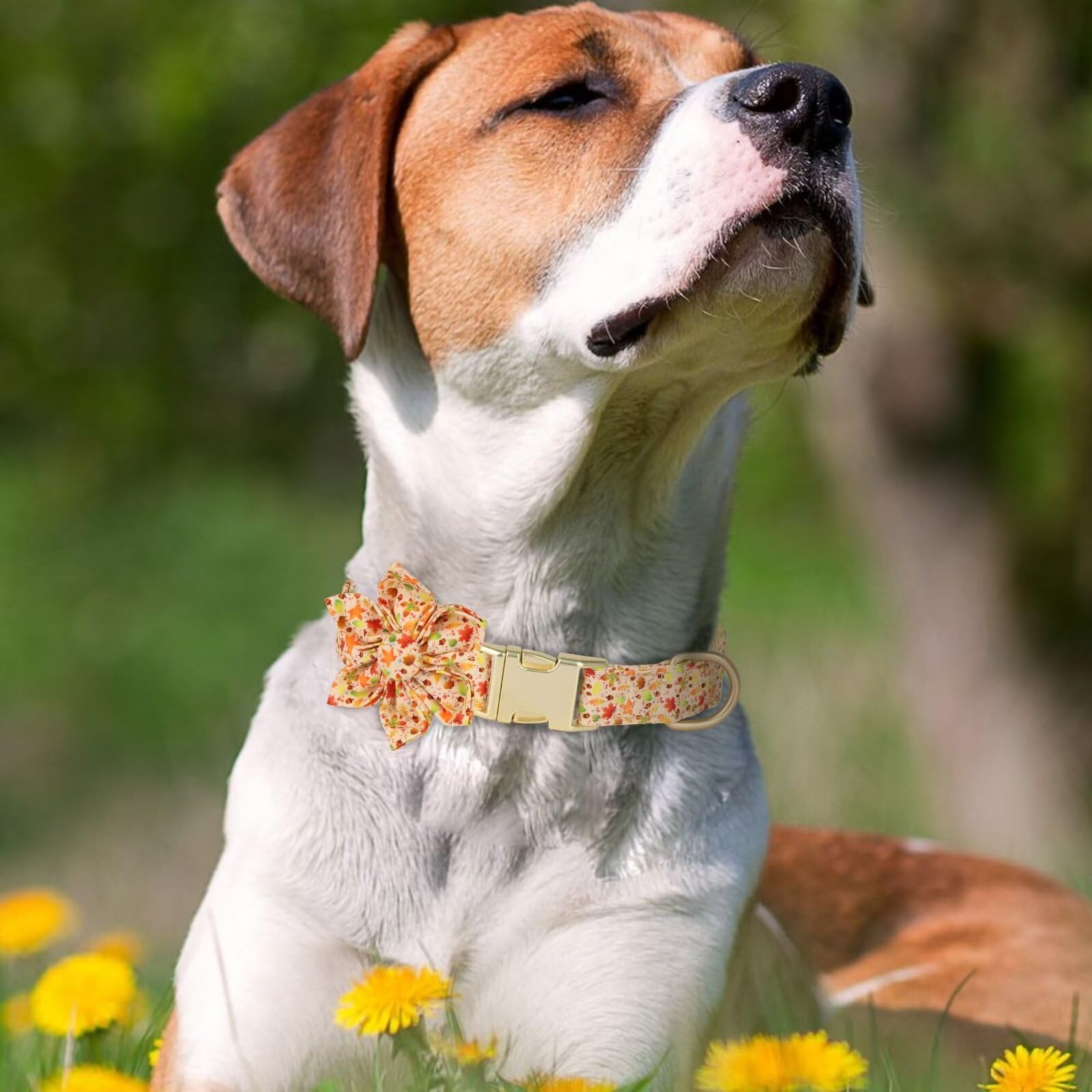 Beirui Cute Girl Dog Collars for Female Dogs, Fall Dog Collar with Flower, Soft Floral Pet Collars for Small Medium Large Dogs(C