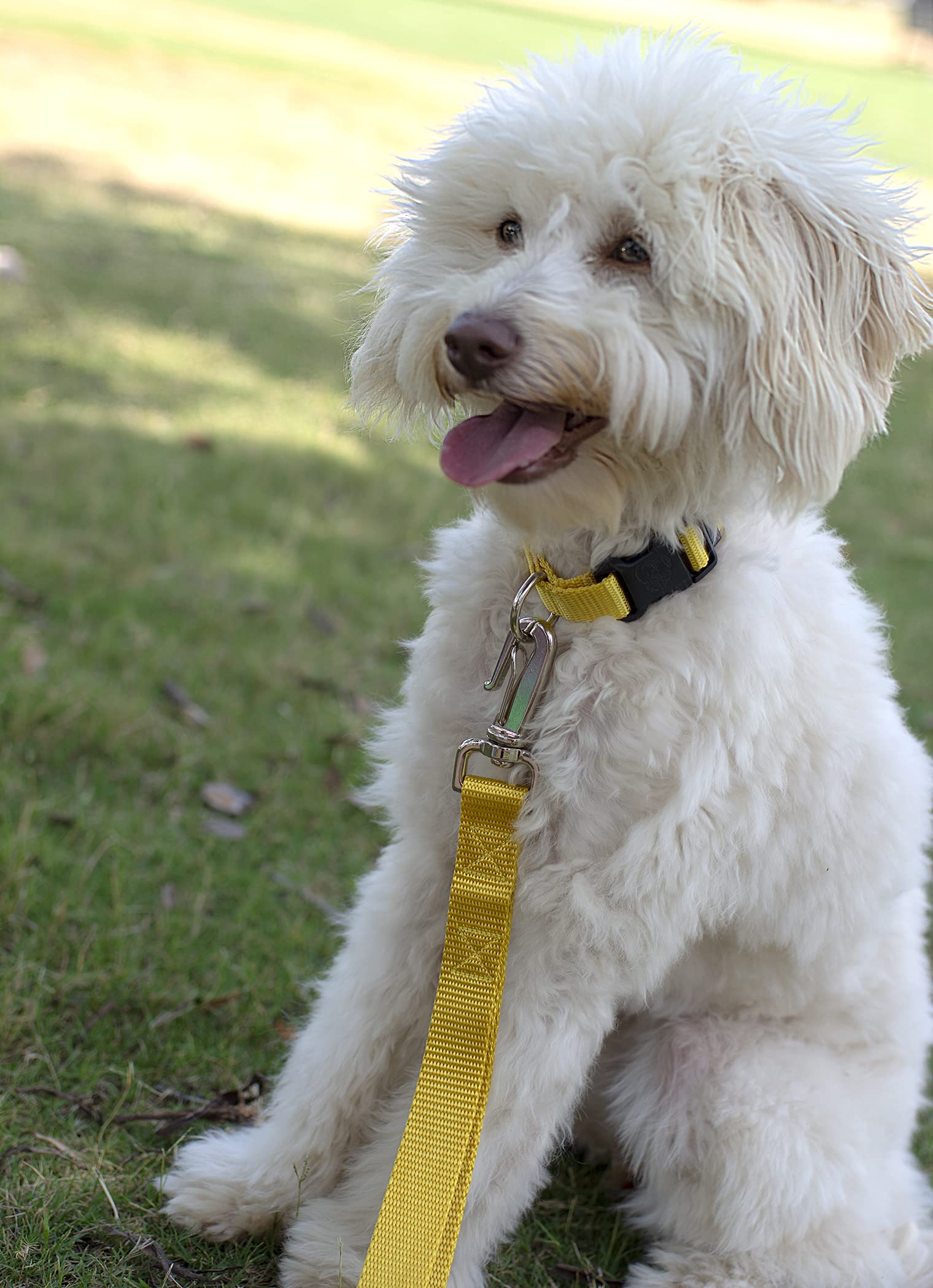 Country Brook Petz - Made In The Usa - Durable Nylon Martingale With Deluxe Buckle - 30+ Vibrant Color Options (Gold, 5/8 Inch, Extra Small)