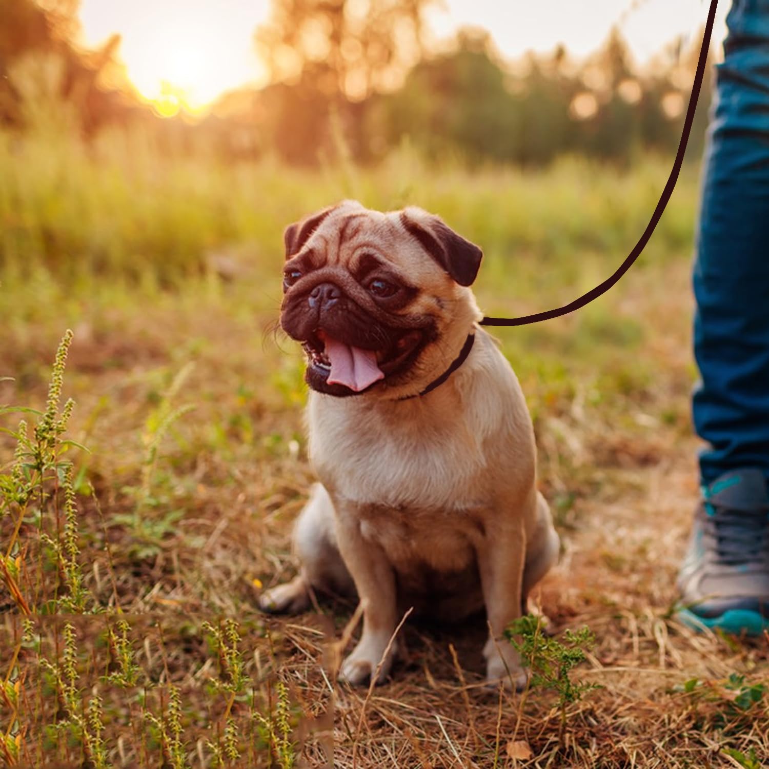 Lwbmg Real Leather Slip Lead, Adjustable Dog Training Leash, Soft Genuine Leather For Small Dogs, 5.6 Ft X 1/5 Inch Brown