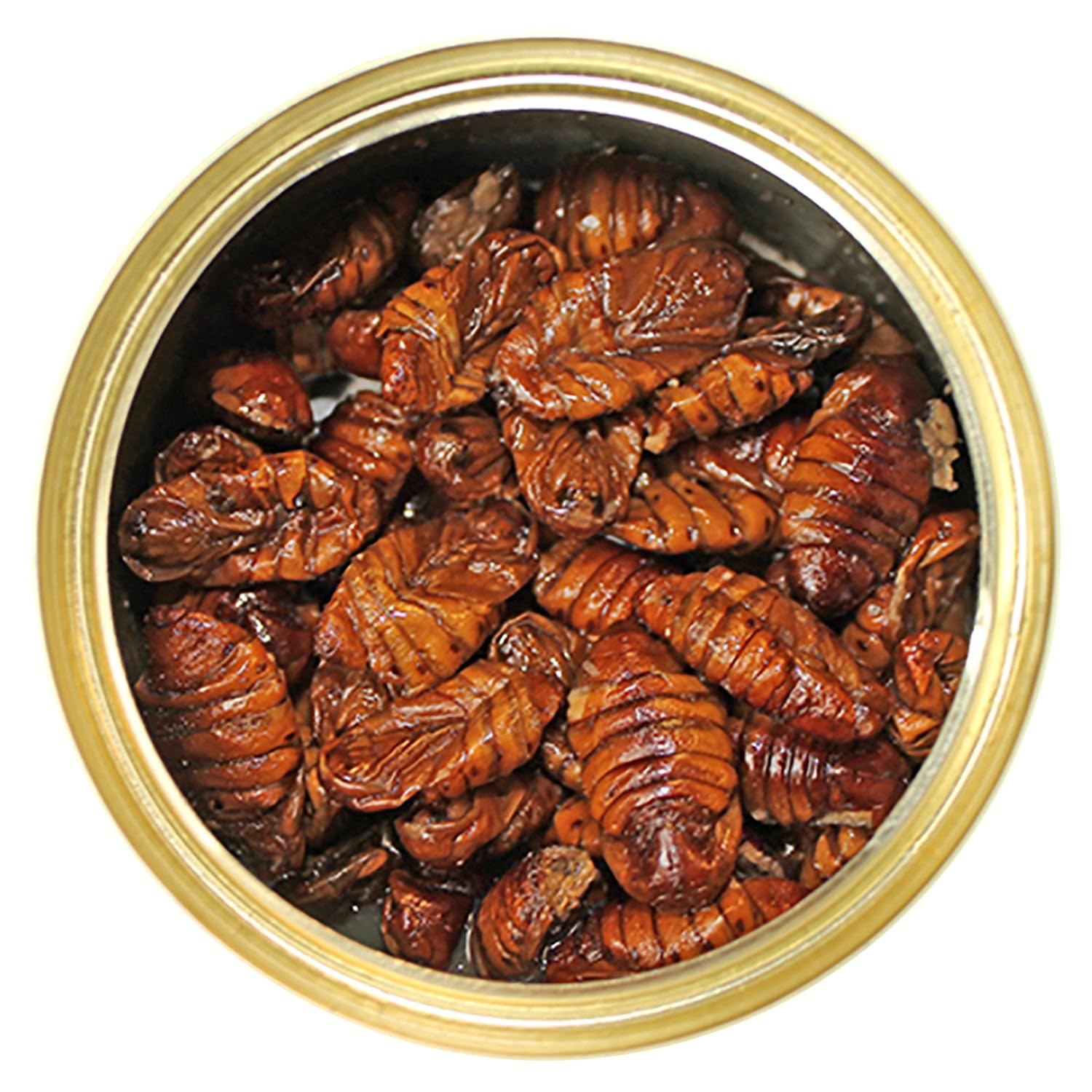 Canned Silkworms 1.2 oz (6 Pack) - Healthy High Protein Insect Treat - Hedgehogs, Sugar Gliders, Reptiles, Wild Birds, Chickens,
