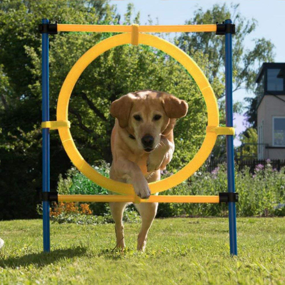 PAWISE Dog Agility Training Equipment - Jump Ring, Plastic, Model 11443, Outdoor Playground Equipment