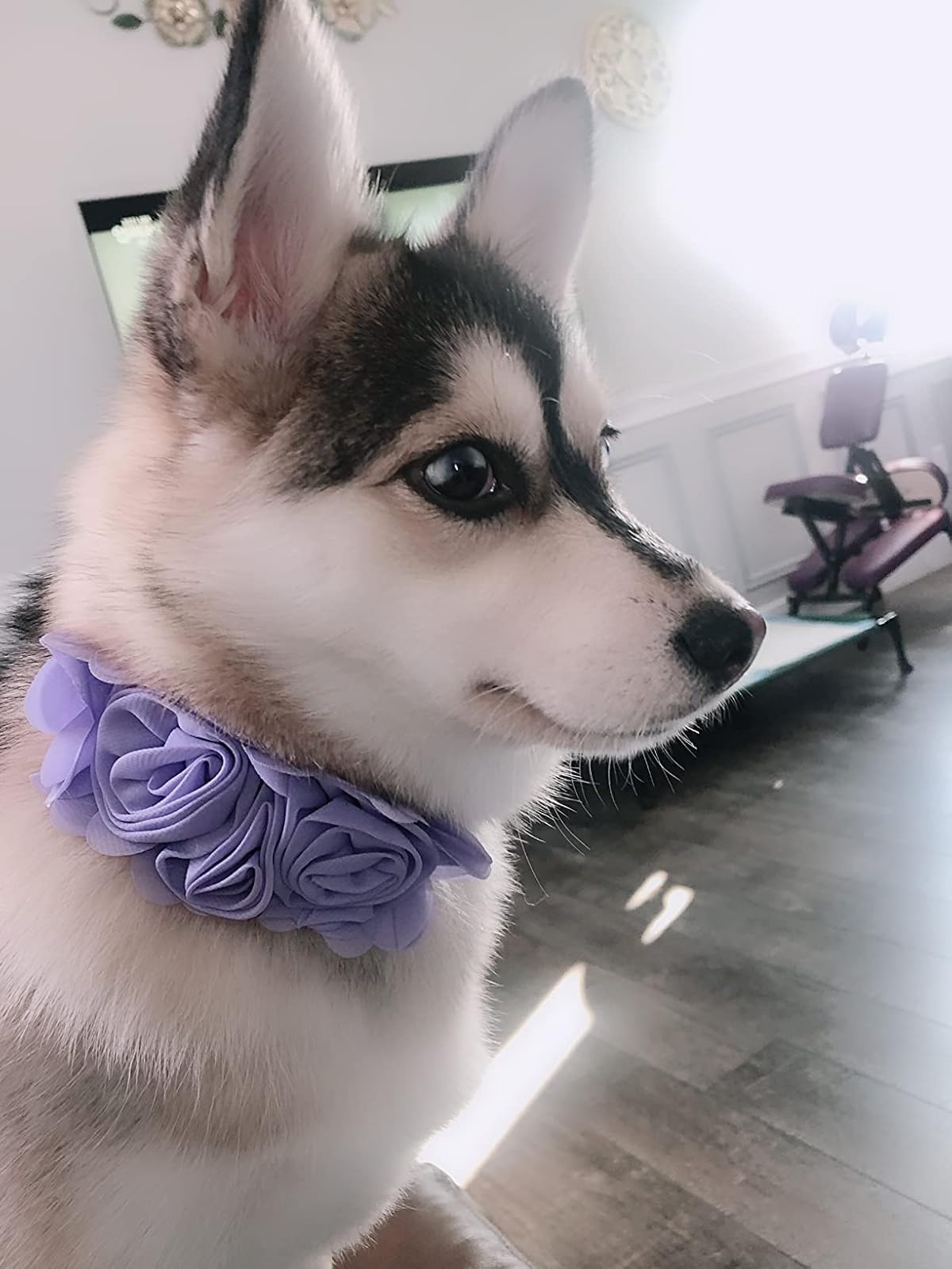 JpGdn 4PCS/Pack Dog Collar Flowers Accessory Large Bows Attachment 4.9Inch Organge Pink White Purple Color for Small Medium Larg
