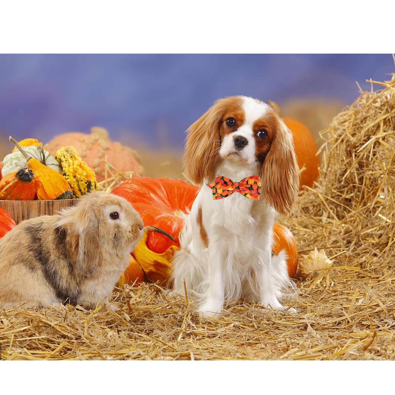 Lionheart Glory Premium Dog Collars, Bowtie Dog Collar, Heavy Duty Adjustable Fall Dog Collar For Large Dogs Halloween Dog Collar, Collar Dog Bow