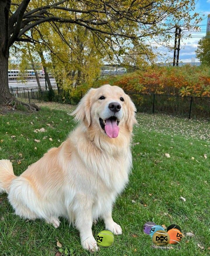 Insum Squeaky Dog Balls - Squeaky Tennis Balls For Dogs, Blue | Medium - 2.5', 4Pack