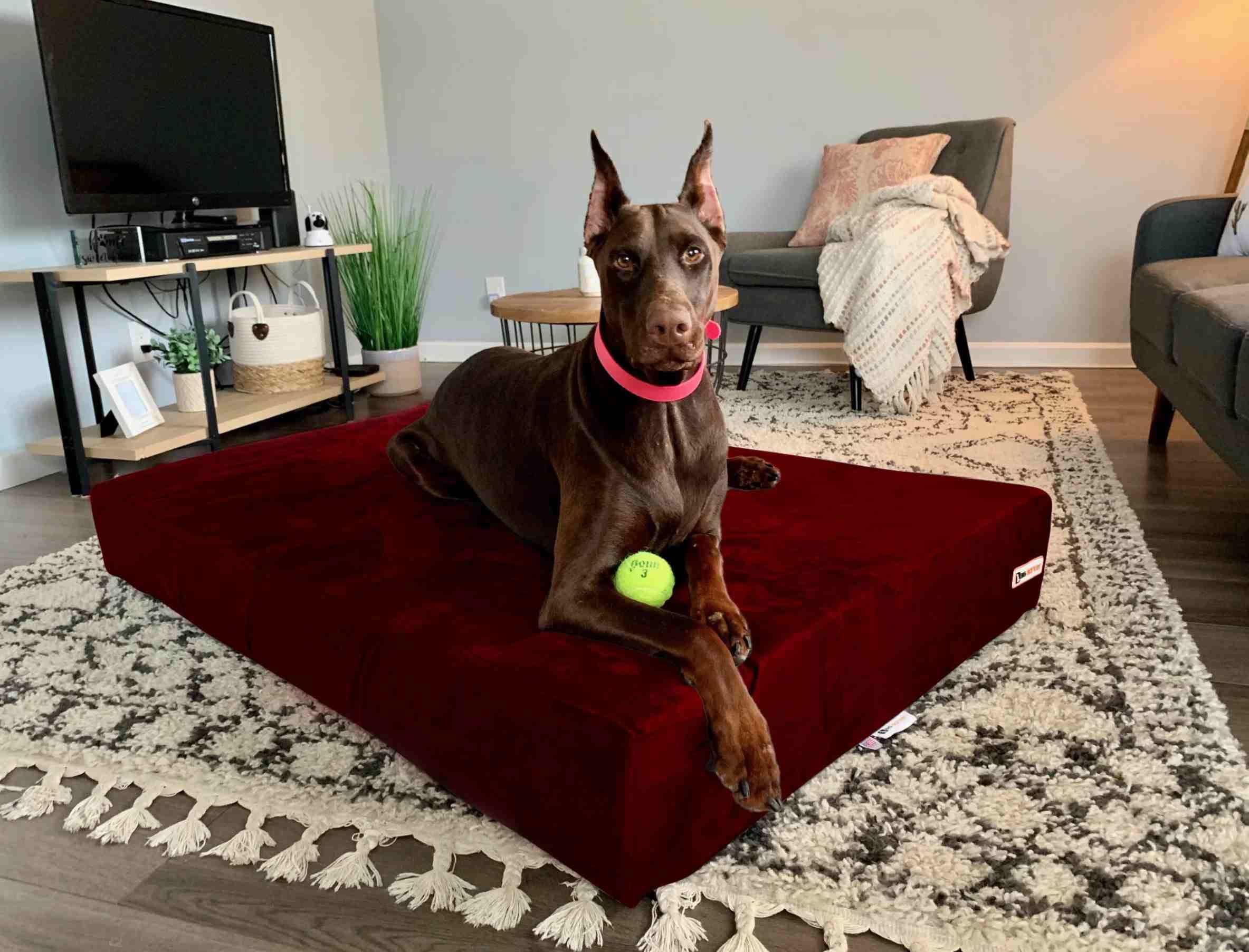 Barker Beds Sleek Extra Large Dog Bed (Xl, Burgundy) - 7' Thick Soft & Comfortable Orthopedic Cushion - Xl Dog Bed - Durable &