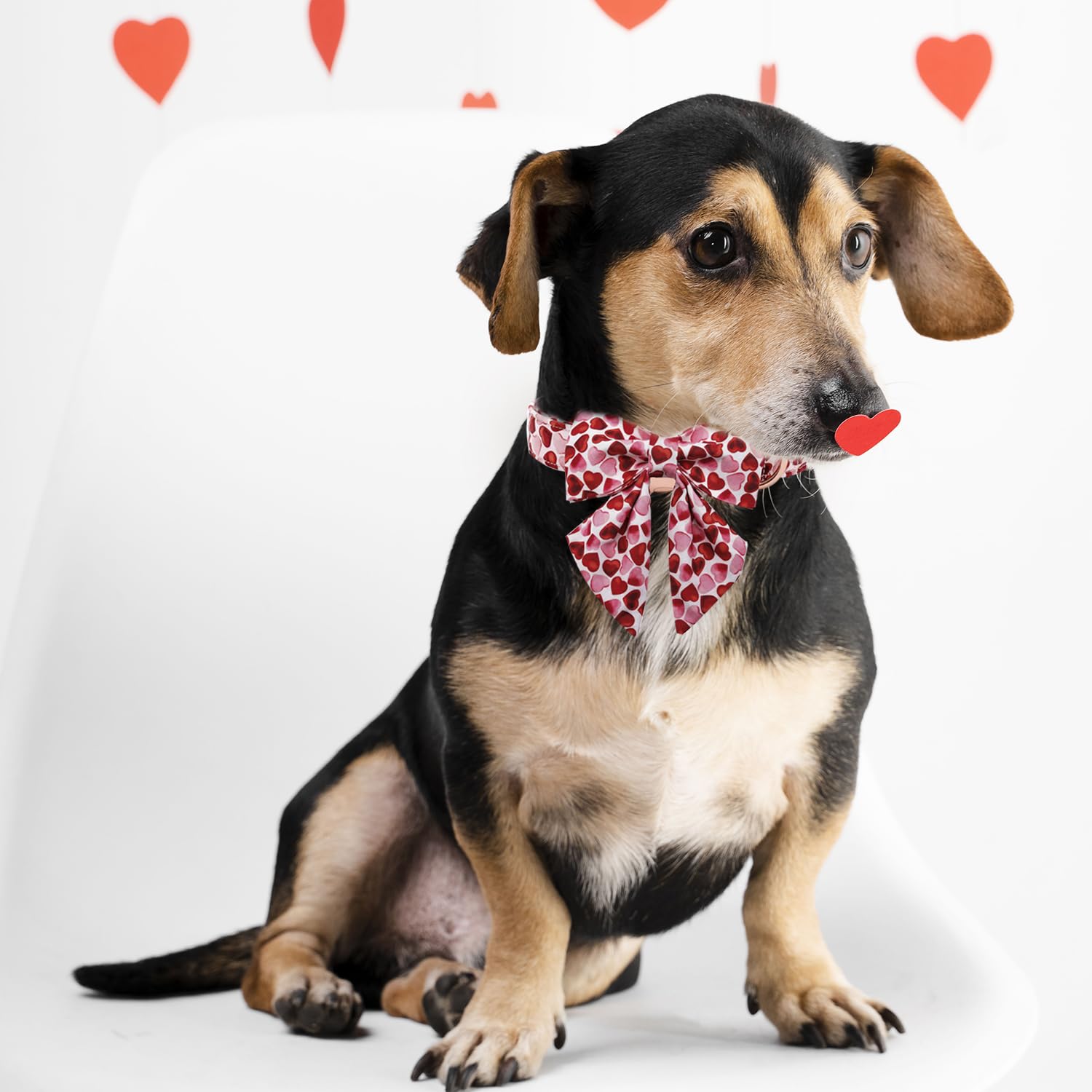 Maca Bates Valentines Love You Sweet Heart Dog Collar with Bow Tie for Dogs Valentines Sailor Bowtie Soft Adjustable Breakaway R