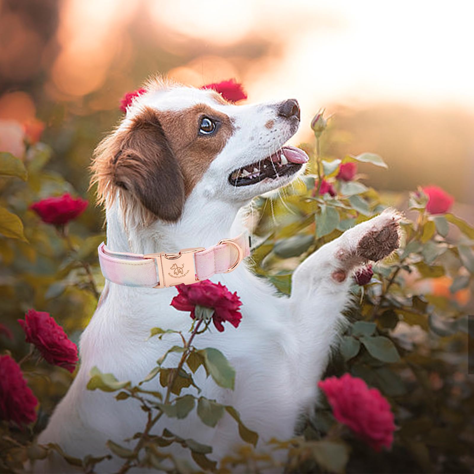 Elegant Little Tail Cotton Dog Collar - Colorful Summer Collar With Metal Buckle For Large Dogs