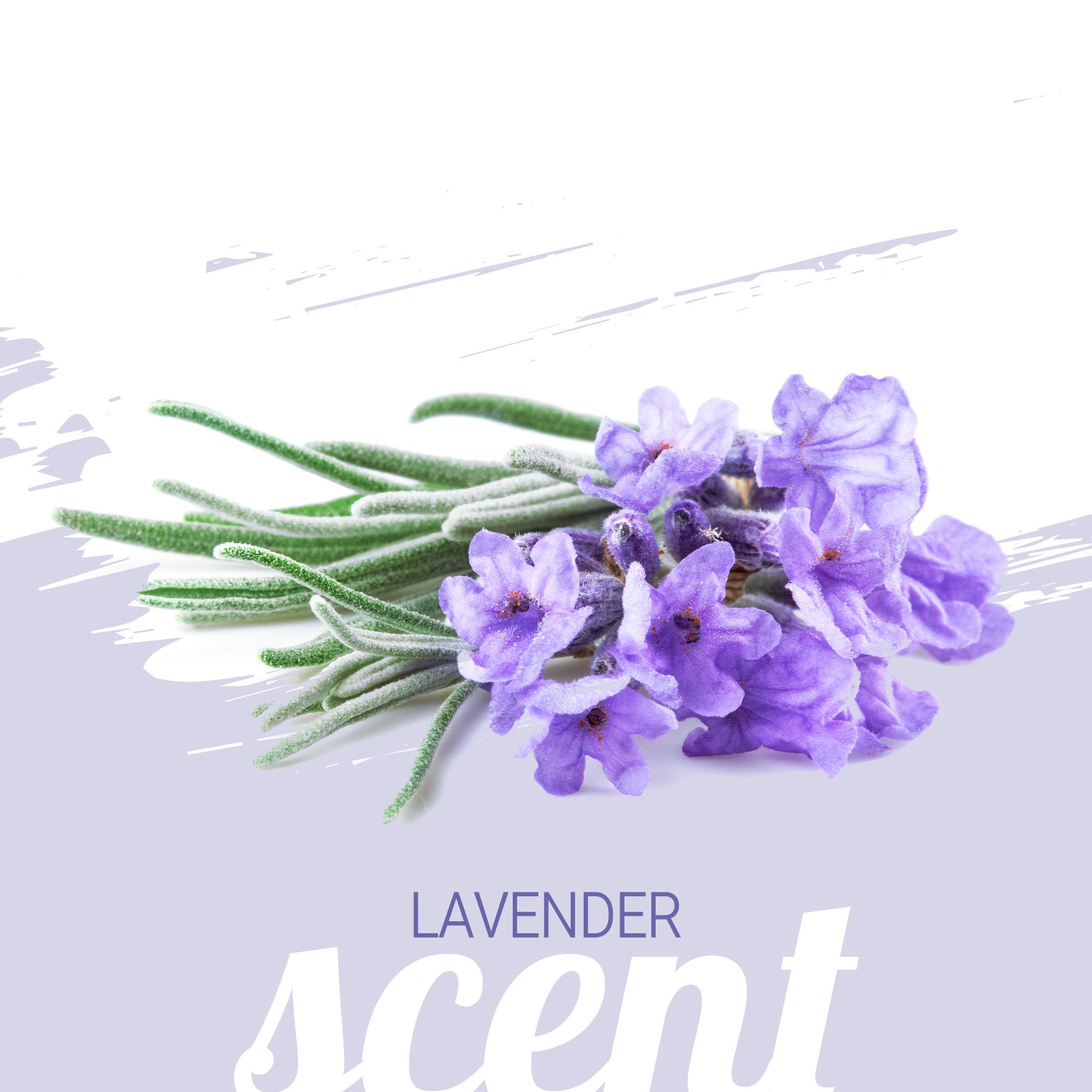 Green Groom French Lavender & Chamomile Aromatherapy Dog Shampoo, 1 Gallon - Soothing And Calming, Chamomile Infused, Natural Ingredients, Professional Grooming Grade, Deodorizing