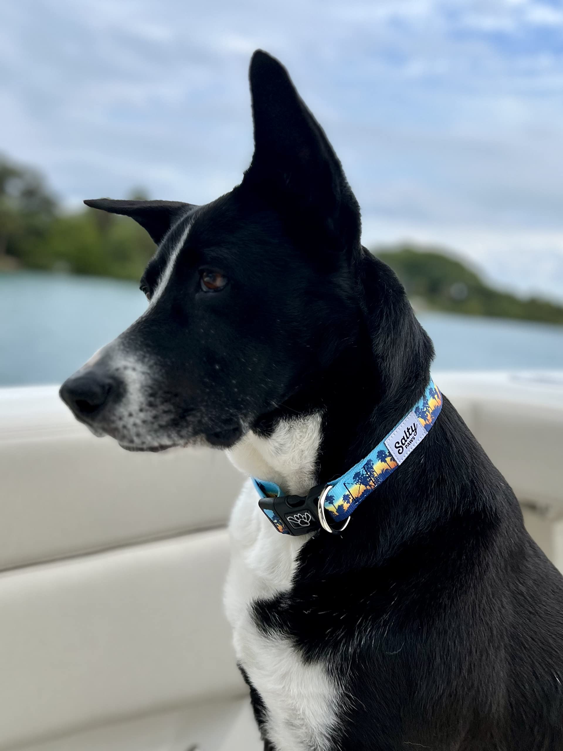 Shaka'S Salty Paws Boy & Girl Dog Collar Small Medium Large (Small Dog Collar Adj. 10-16' For Dogs Up To 25 Lbs, Sunset Palms D