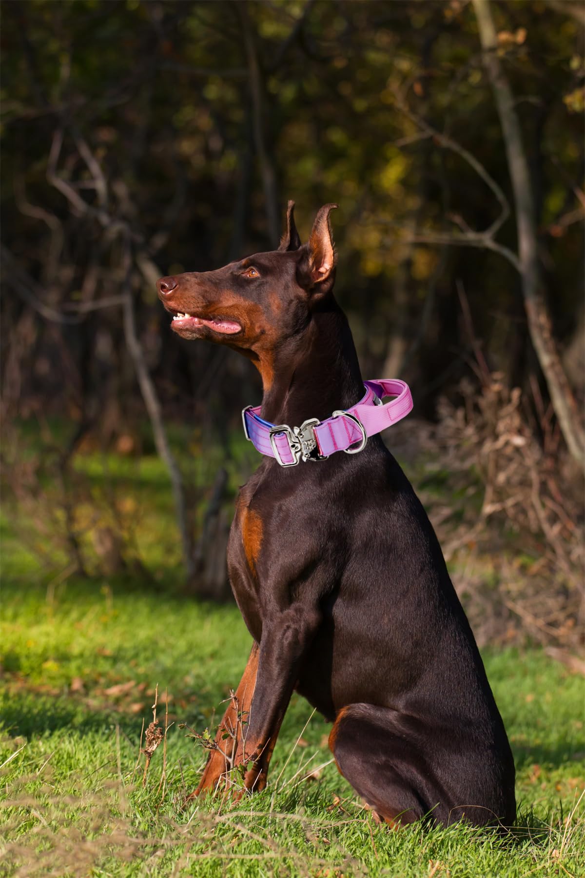 Comfluxe Tactical Dog Collar, Wide Thick Heavy Duty Dog Collar With Handle, Soft Neoprene Padded Military-Grade Nylon Training C
