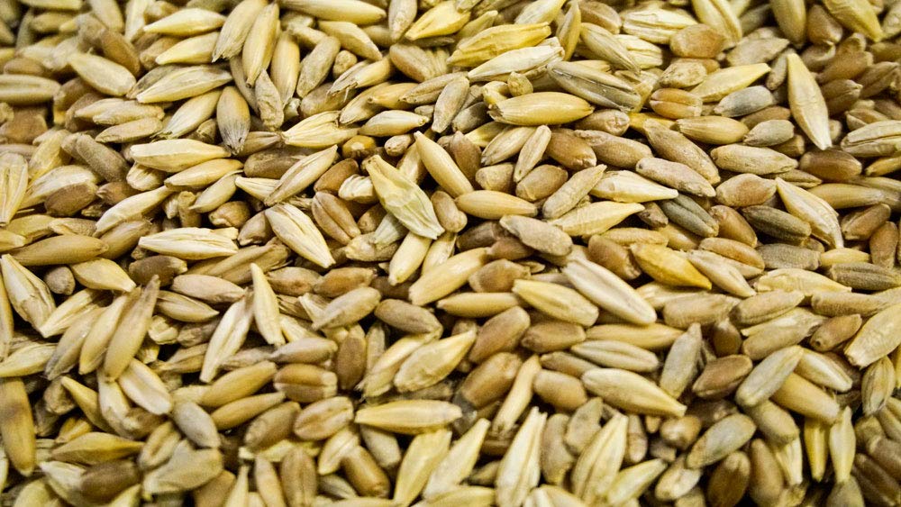 Thunder Acres Cat Grass Blend, Wheat, Barley, Oats, and Rye Mix, Non-GMO, Certified Organic, Bonus CAT Toy (5 LB)