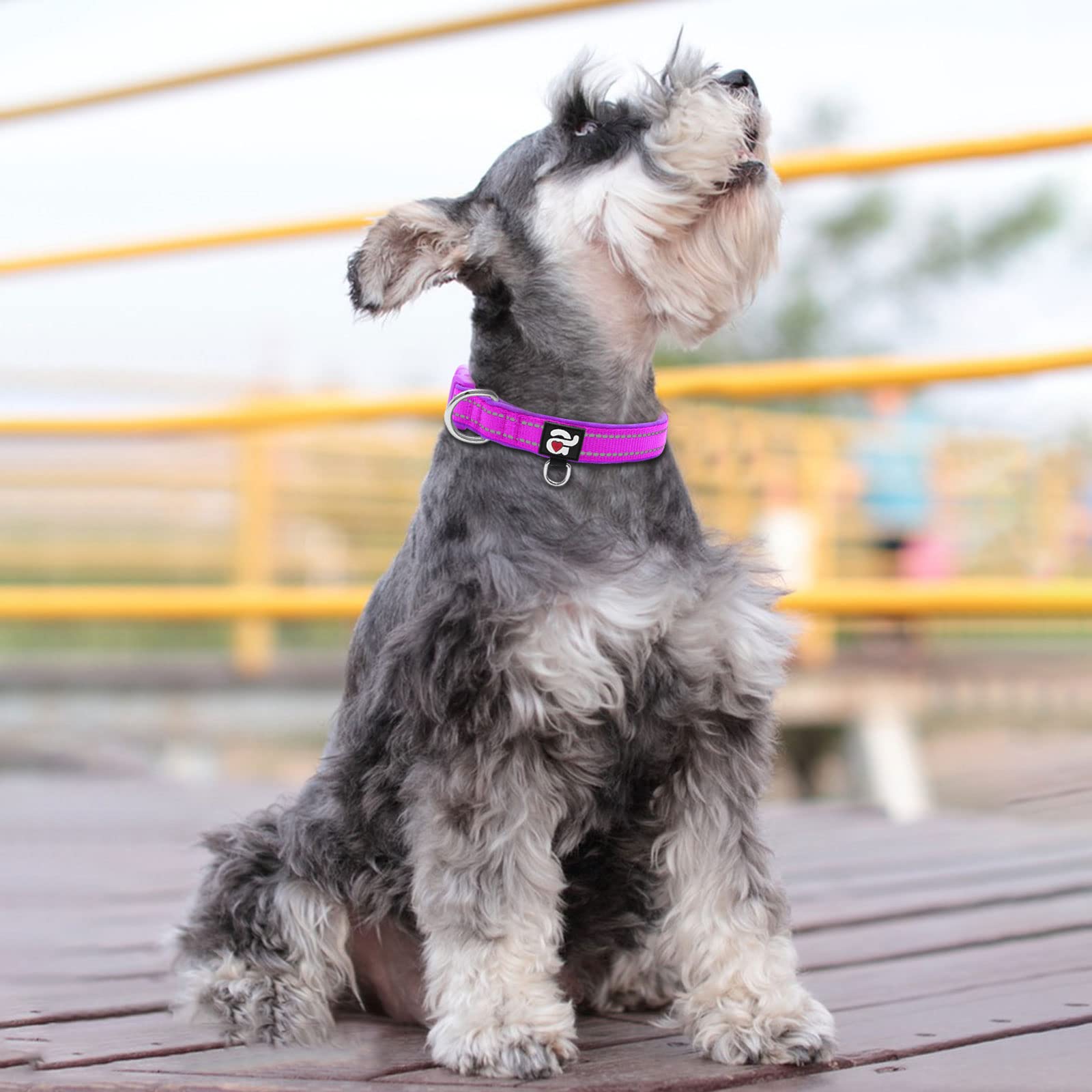 Azuza Reflective Dog Collar,Soft Neoprene Padded Pet Collar With Id Tag Ring,Adjustable For Small Dogs,Purple,S