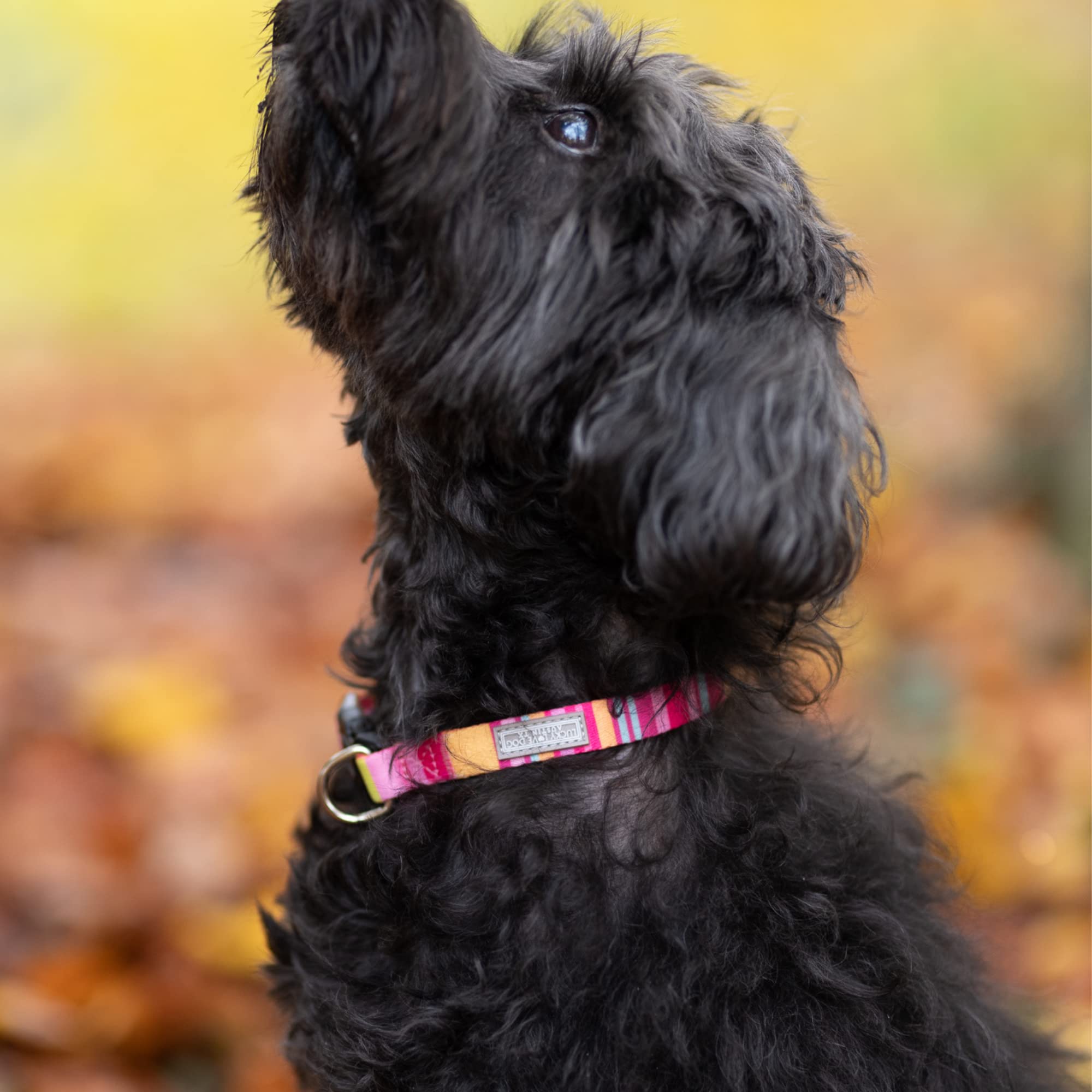 Lucky Love Dog, Colorful Stripes Dog Collar, Yellow, Pink, Blue Color Dog Collar, Cute Dog Collar For Girl Dogs - (Extra Small,