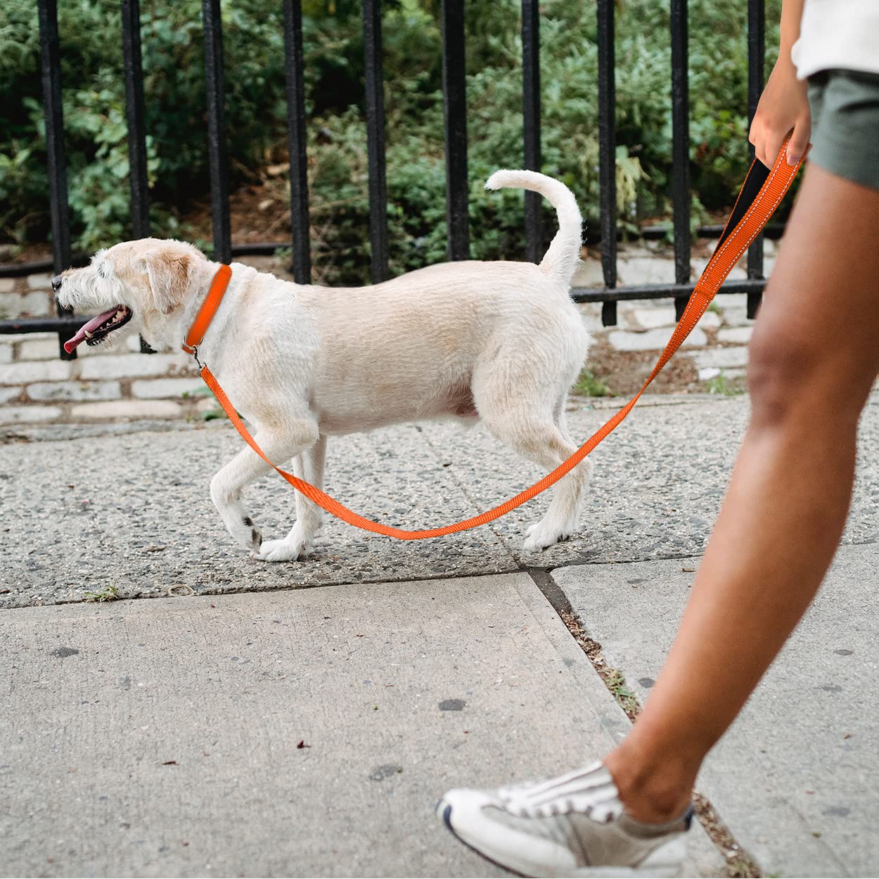 Tagme Reflective Nylon Dog Collars, Adjustable Classic Dog Collar With Quick Release Buckle For Large Dogs, Orange, 1.0' Width