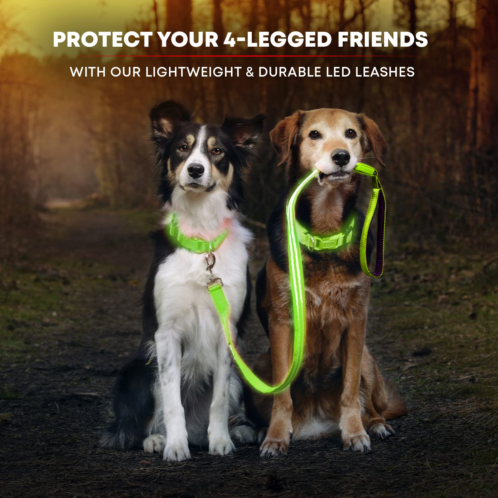 Illumiseen Led Light Up Dog Leash | Ultra High Visibility Up To 350 Yards | 3 Lighting Modes | Usb Rechargeable, No Batteries Ne