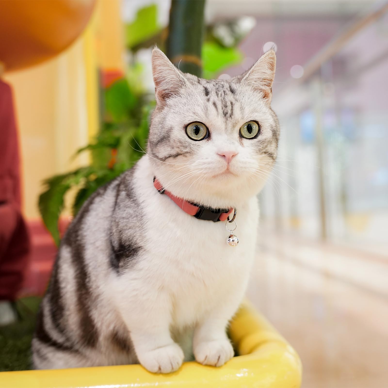Daihaqiko Leather Cat Collar With Bell, Cat Collar, Kitten Collar, Small And Big Cat Collar For Boy Girl Cats(9.8'- 12.6')