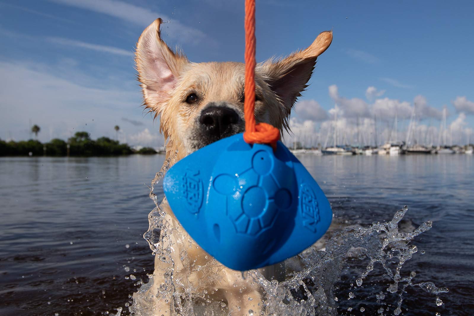 Nerf Dog Tug Ray Interactive Squeaker Toy, Lightweight & Durable, 14 for Medium/Large Breeds, Blue/Orange