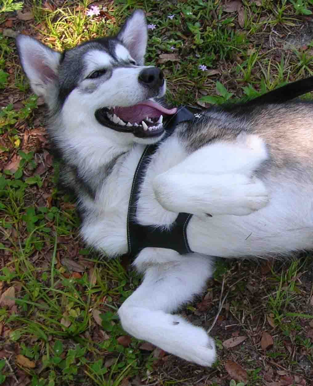 Chokefree Pet Shoulder Collar, 28-Inch, Non Metallic Black