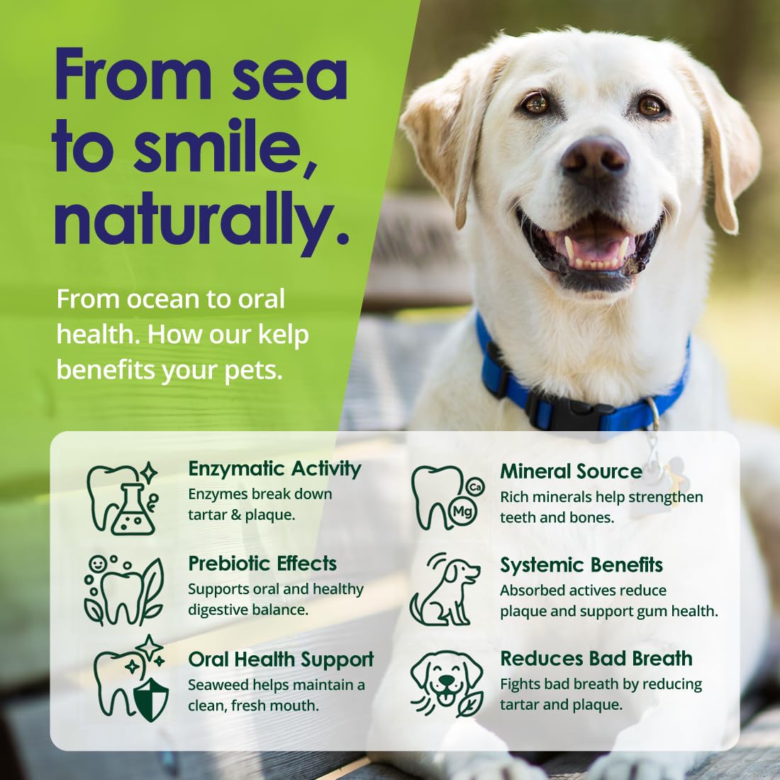 Dog Teeth Cleaning Powder, Dog Plaque and Tartar Remover, Bad Breath Treatment for Dogs with USDA Organic Sea Kelp Powder, Dog D