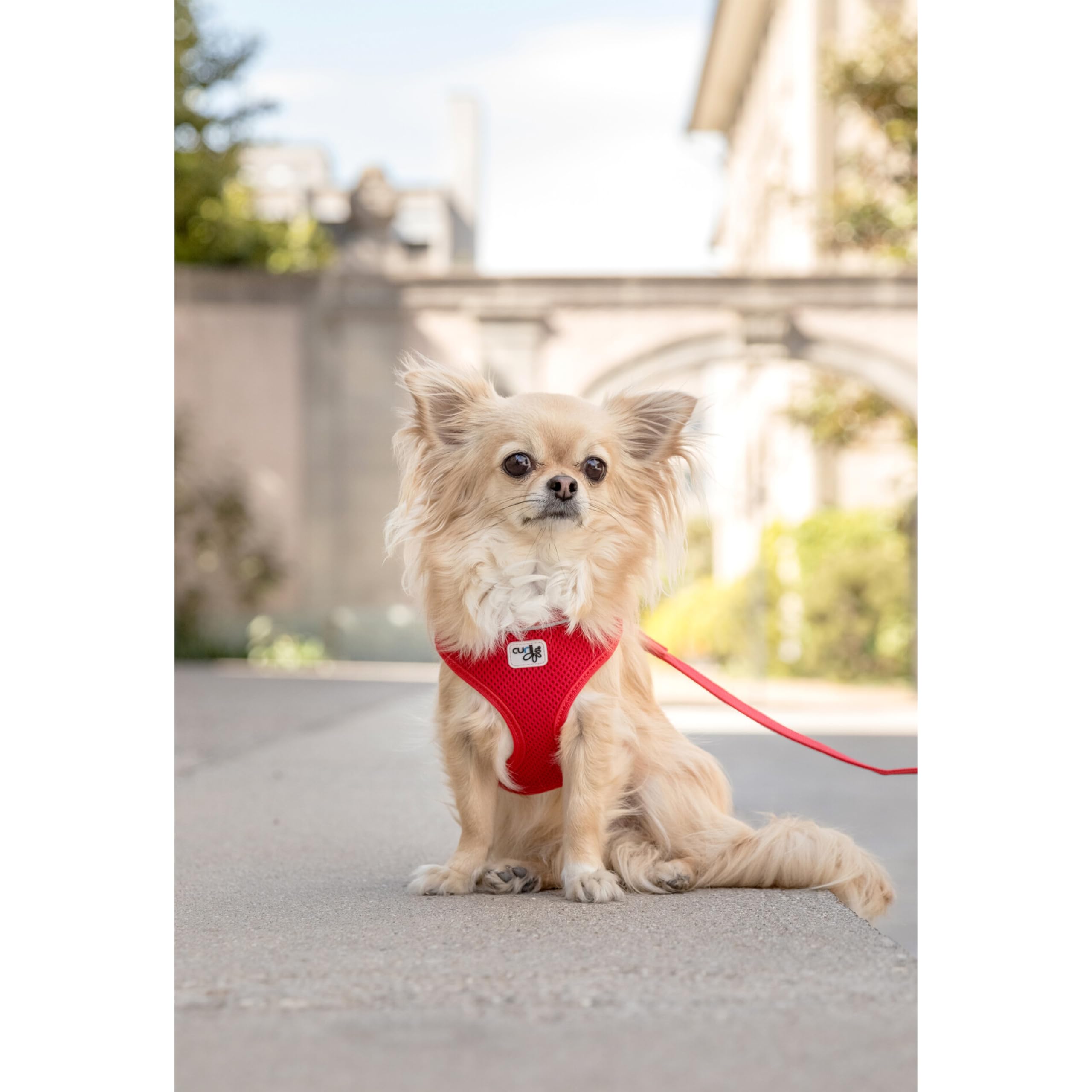 Curli Basic Harness Air-Mesh Dog Harness Pet Vest Adjustable Step-In Light Harness Black L