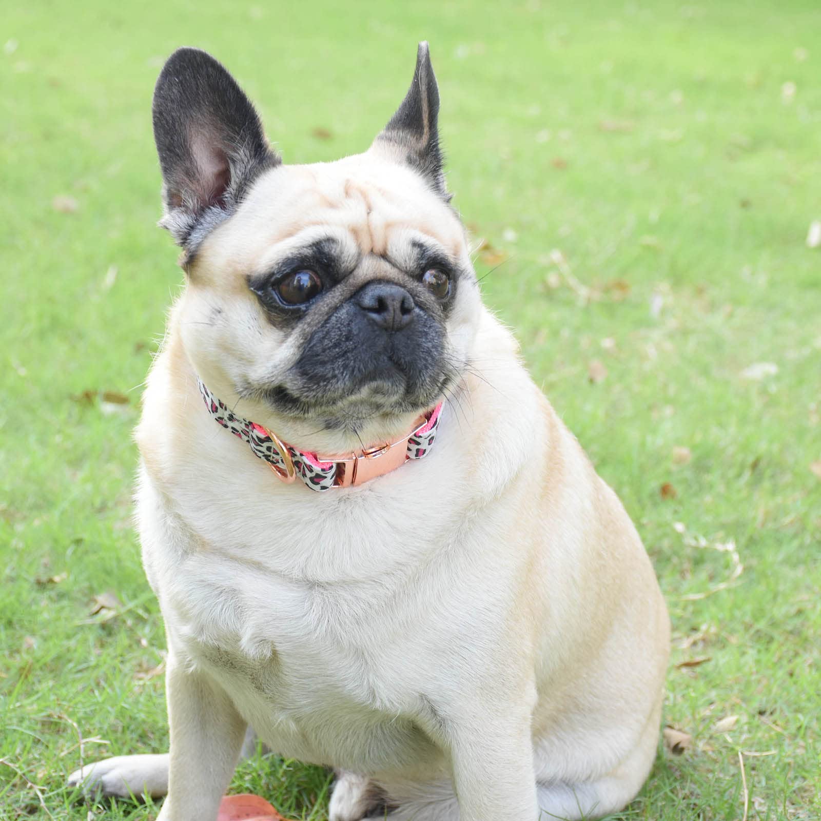 Metal Buckle Dog Collar, Durable Adjustable Dog Collar Soft For Small Medium Large Dogs (L(15-23In), Pink Leopard)