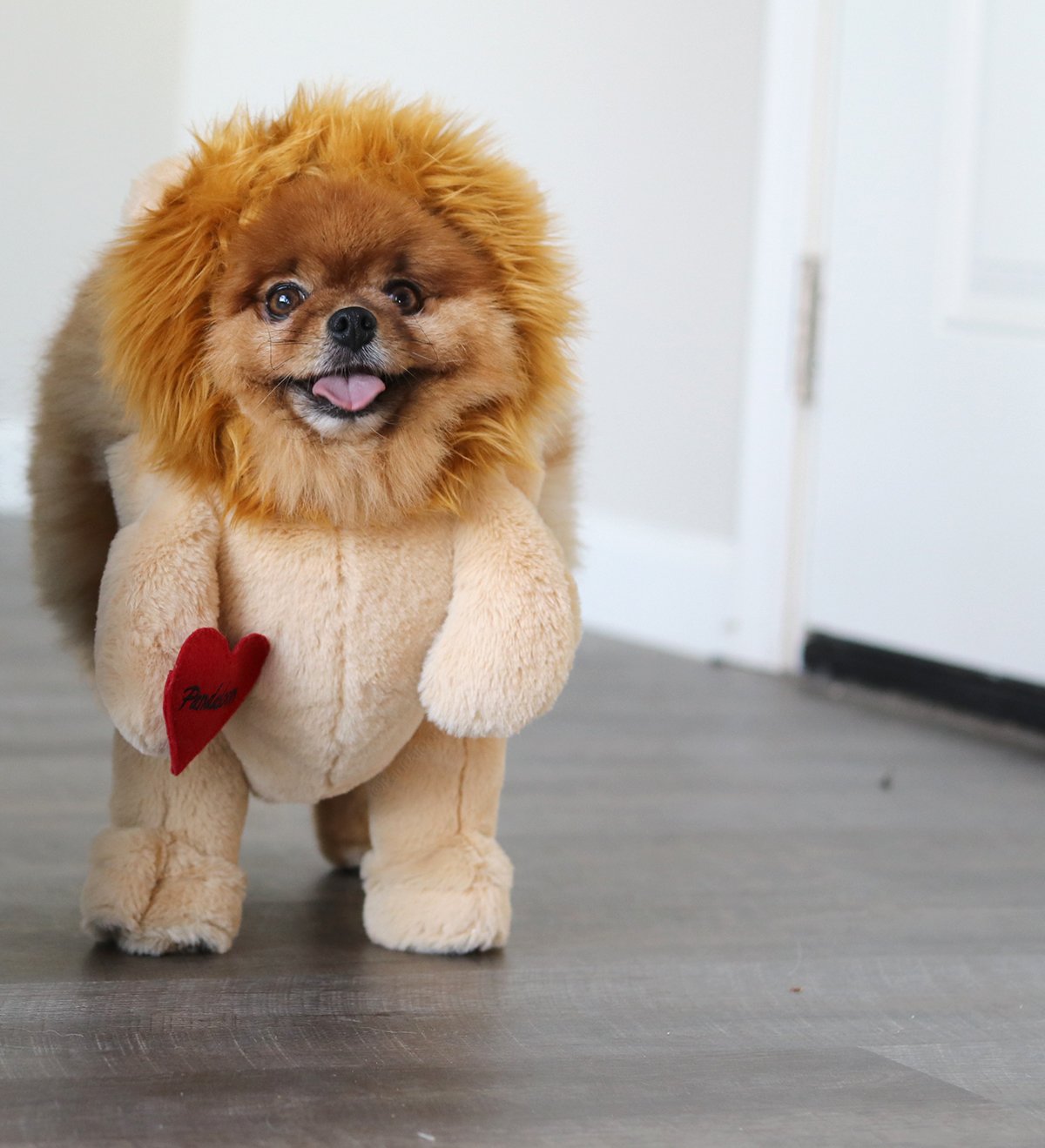 Pandaloon Dog Halloween Costume - As Seen on Shark Tank - Patented - Funny Costume with Arms for Small and Medium Dogs and Cats
