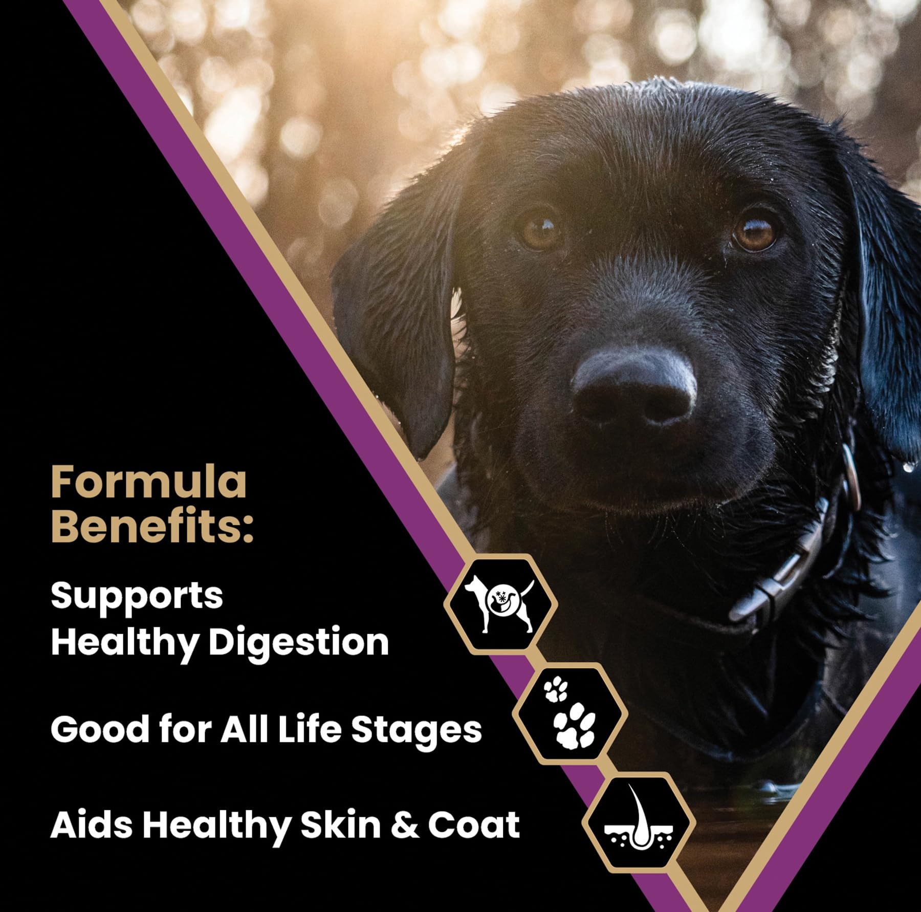 VICTOR Super Premium Dog Food - Professional Dry Dog Food - Super Premium Kibble with 26% Protein - Gluten-Free with Beef, Chick