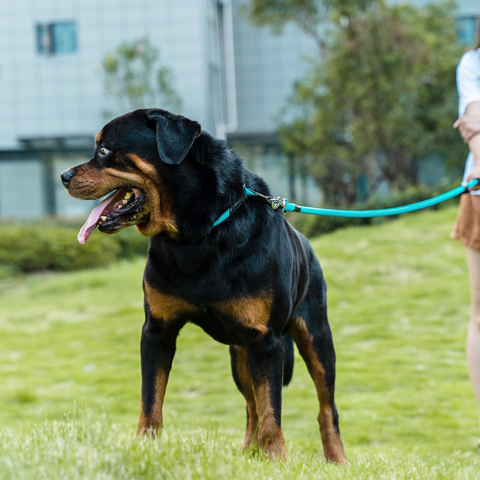Aiminto Dog Leash, Braided Rope Traction - Walking Training Lead for Medium/Large Dogs ((1/2 '') x 2FT, Light Blue)