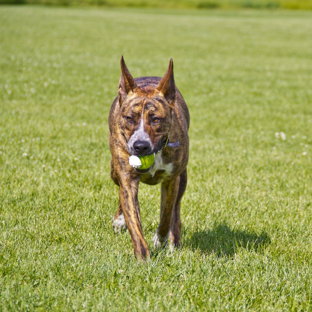 Hyper Pet Hyper Squawkers Dog Jack Durable Dog Toy Designed From Tpr And Nylon With An Enticing Giggle Noise Medium