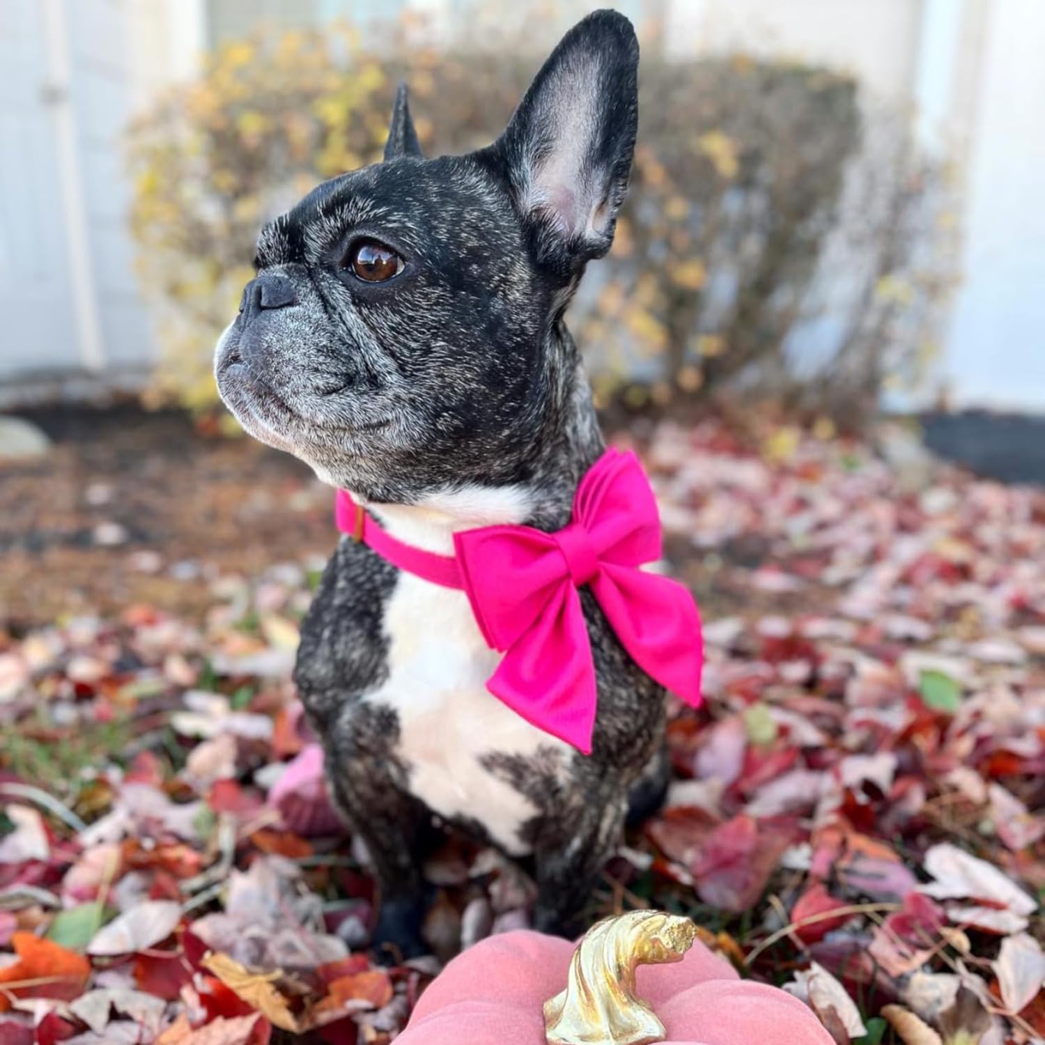 Maca Bates Dog Collar With Hot Pink Bow Bowtie For Dogs Solid Colors Sailor Bow Tie Adjustable Breakaway Girly Rose Red Collars
