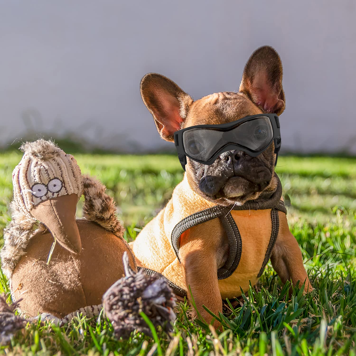 QUMY Dog Goggles UV Protection for Small to Medium Dogs, Windproof, Anti-Fog, Black, 4 Piece Set