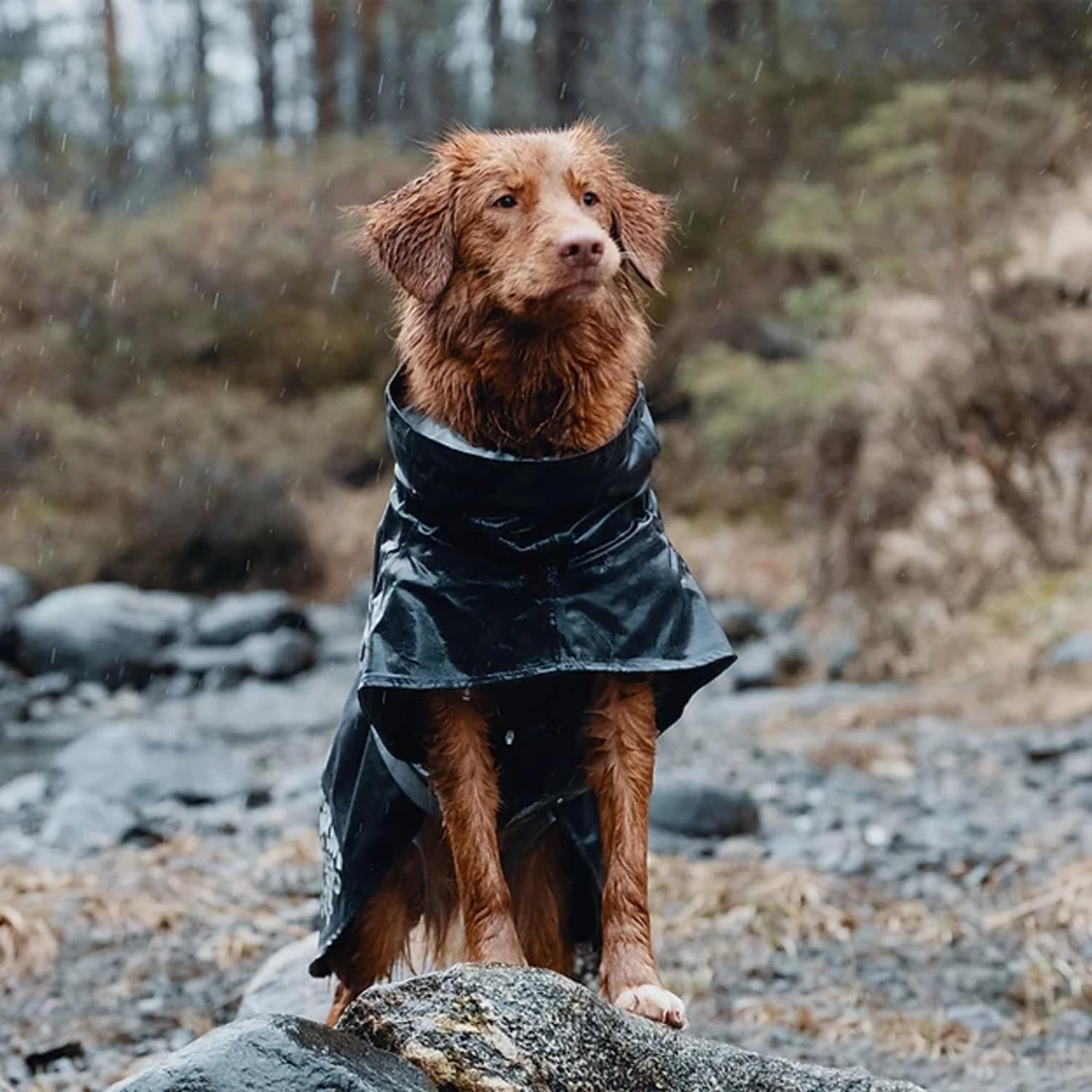 Hurtta Monsoon Coat, Dog Raincoat, Blackberry, 10 In