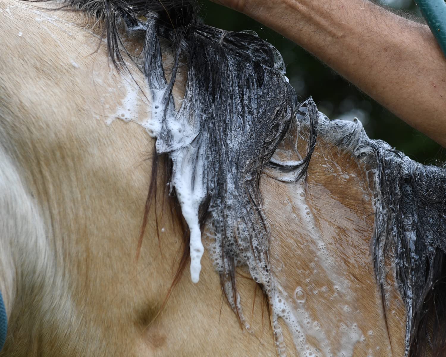 BANIXX Medicated Shampoo, 16 Fl. Oz - Soap-Free Marine Collagen for Pet Skin Yeast Infections, Ringworm, Dermatitis, Itchy Skin